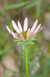 Tennessee purple coneflower